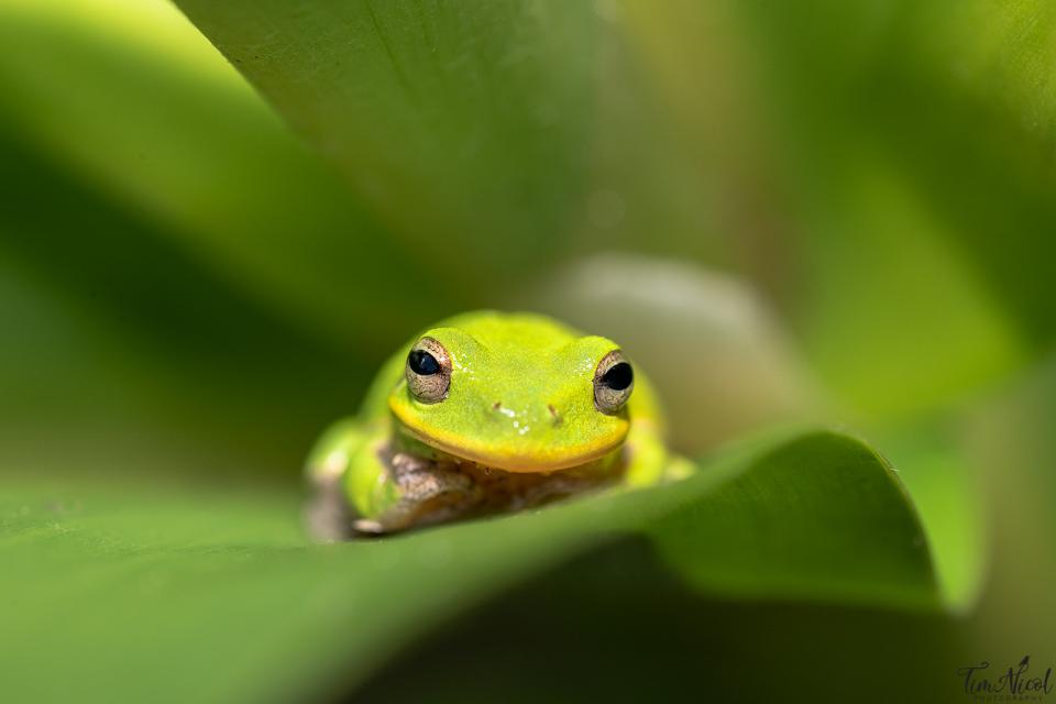 Tree Frog Macro | Shutterbug